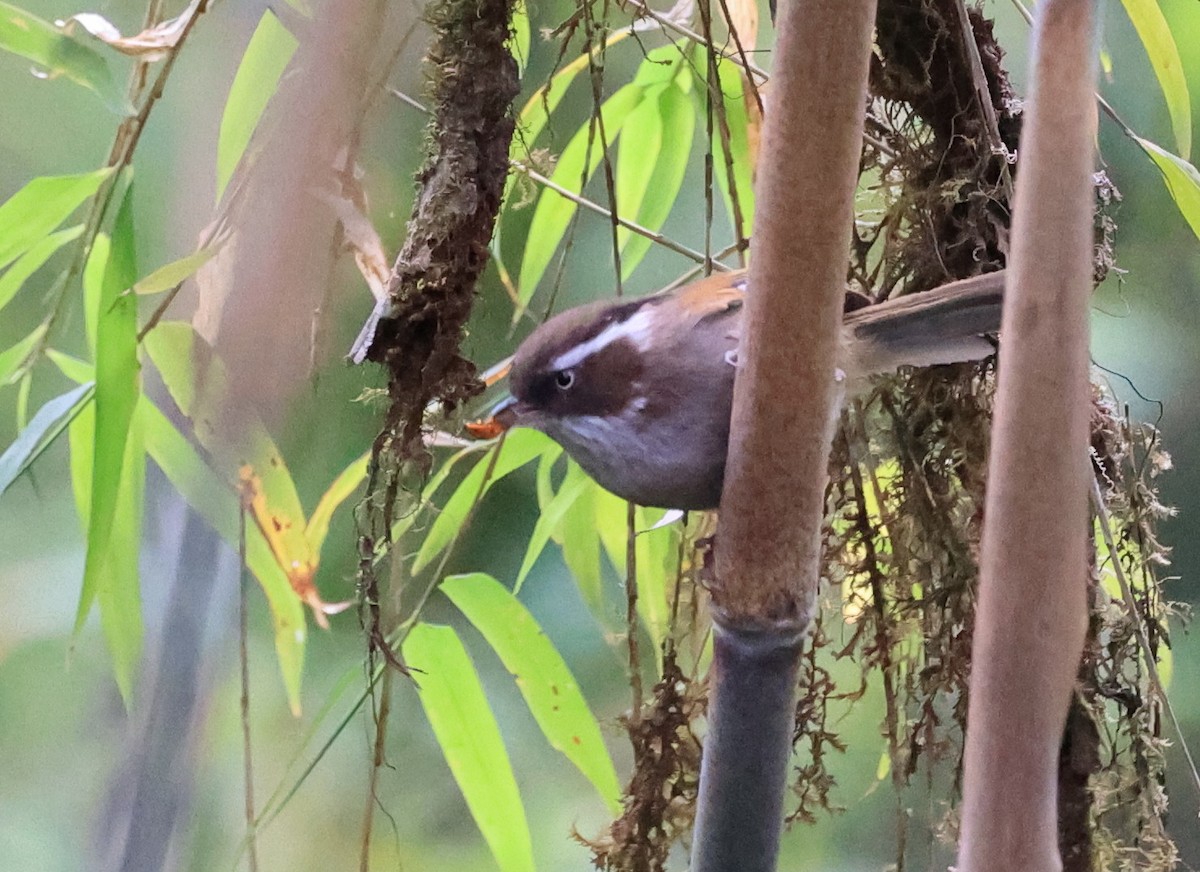 White-browed Fulvetta - ML619391324