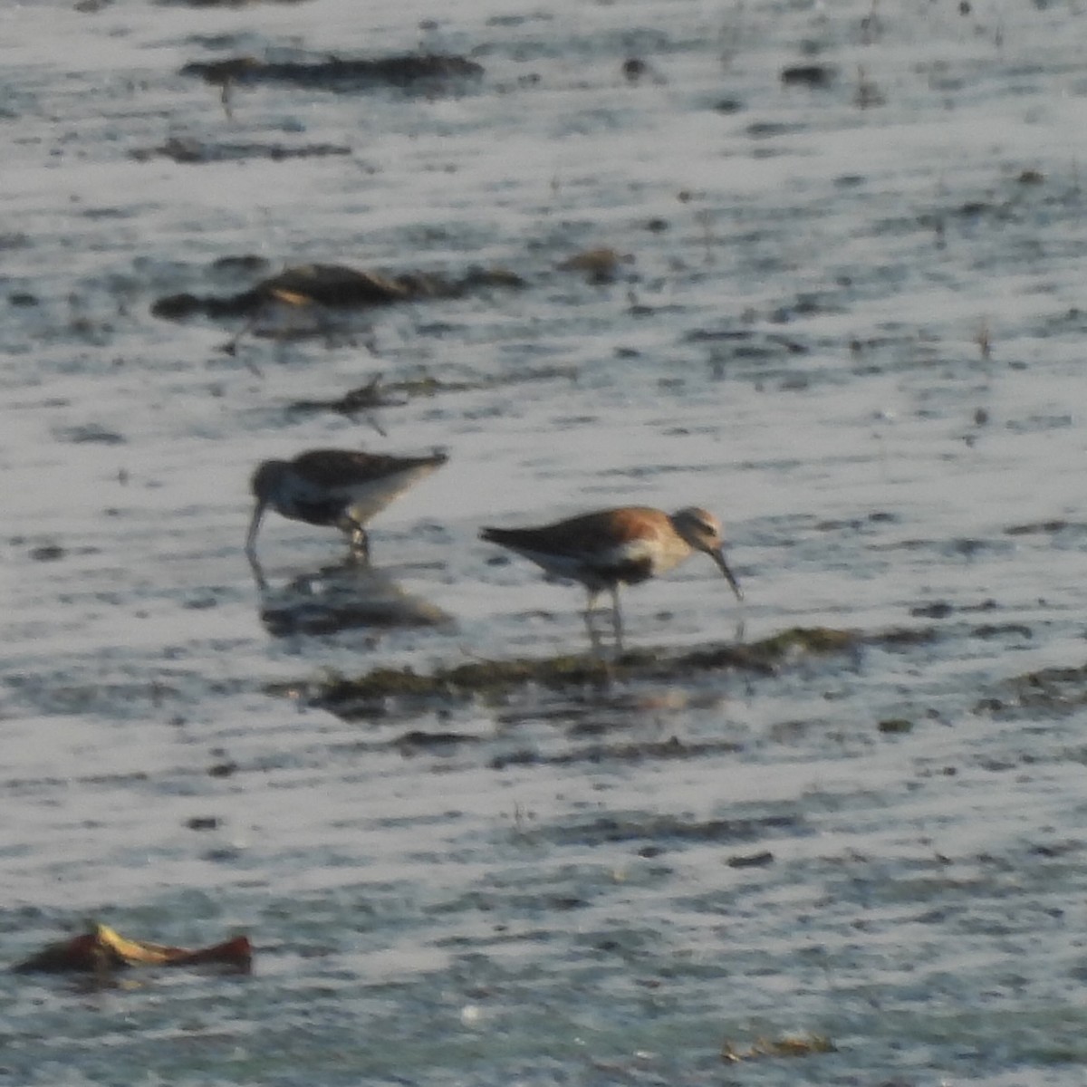 Dunlin - Arjun Guneratne