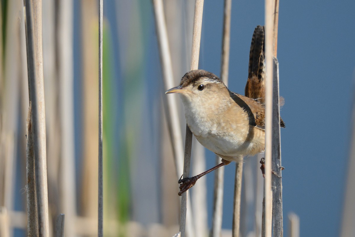 Marsh Wren - Daniel Thibault