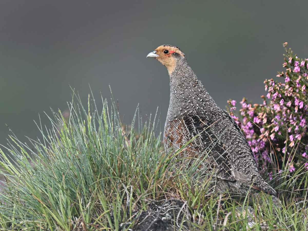 Gray Partridge - ML619391356