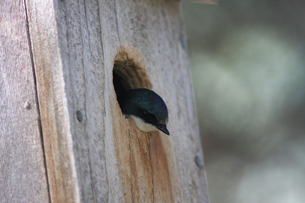 Tree Swallow - ML619391363