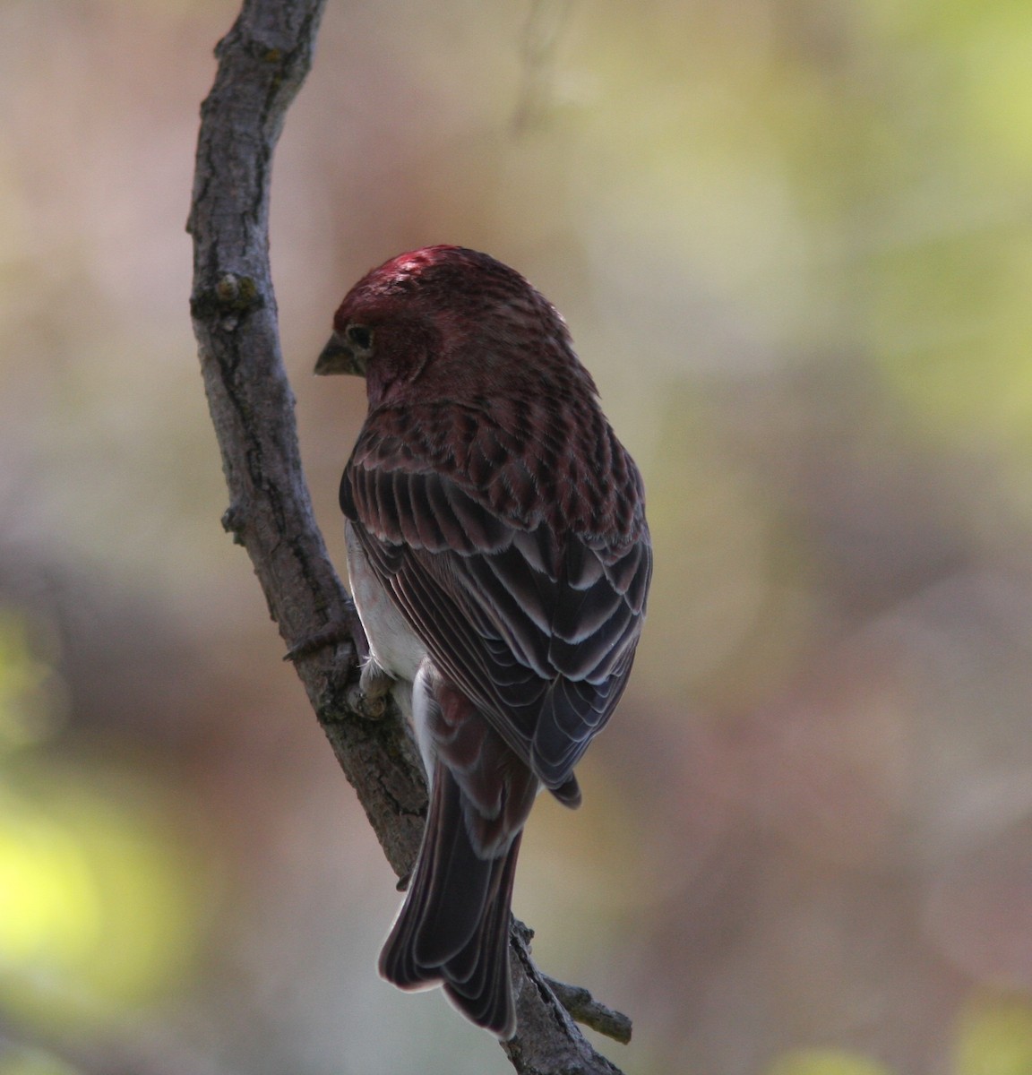 Cassin's Finch - David Vander Pluym