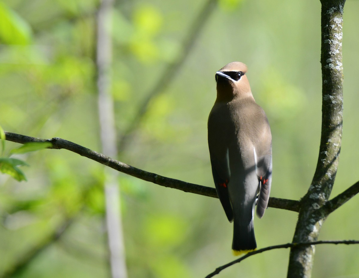 Cedar Waxwing - Daniel Thibault