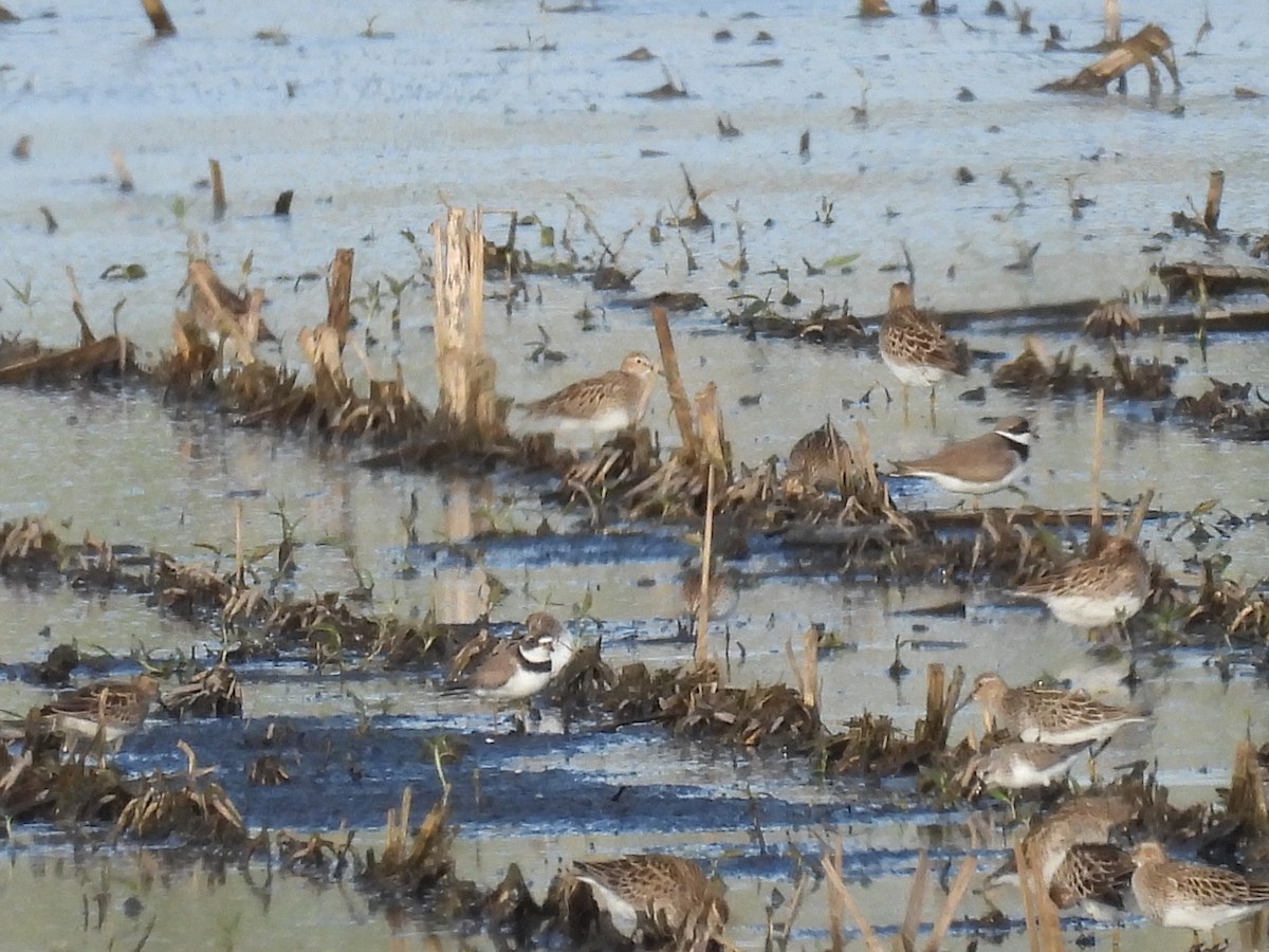 Semipalmated Plover - Clayton Will