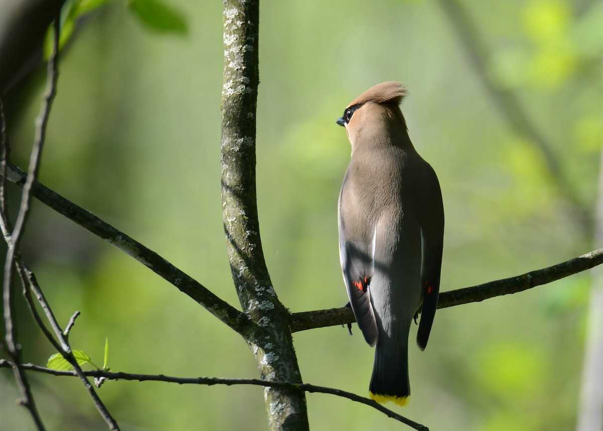 Cedar Waxwing - Daniel Thibault