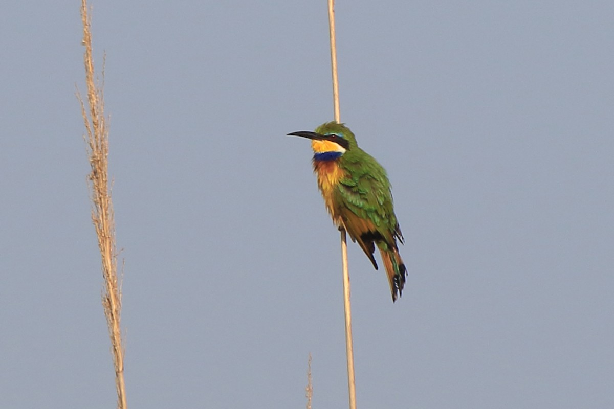 Blue-breasted Bee-eater - Fabio Olmos