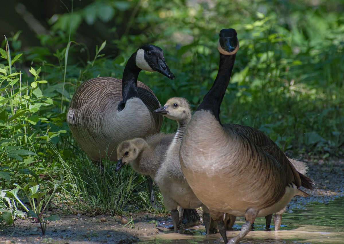 Canada Goose - ML619391418