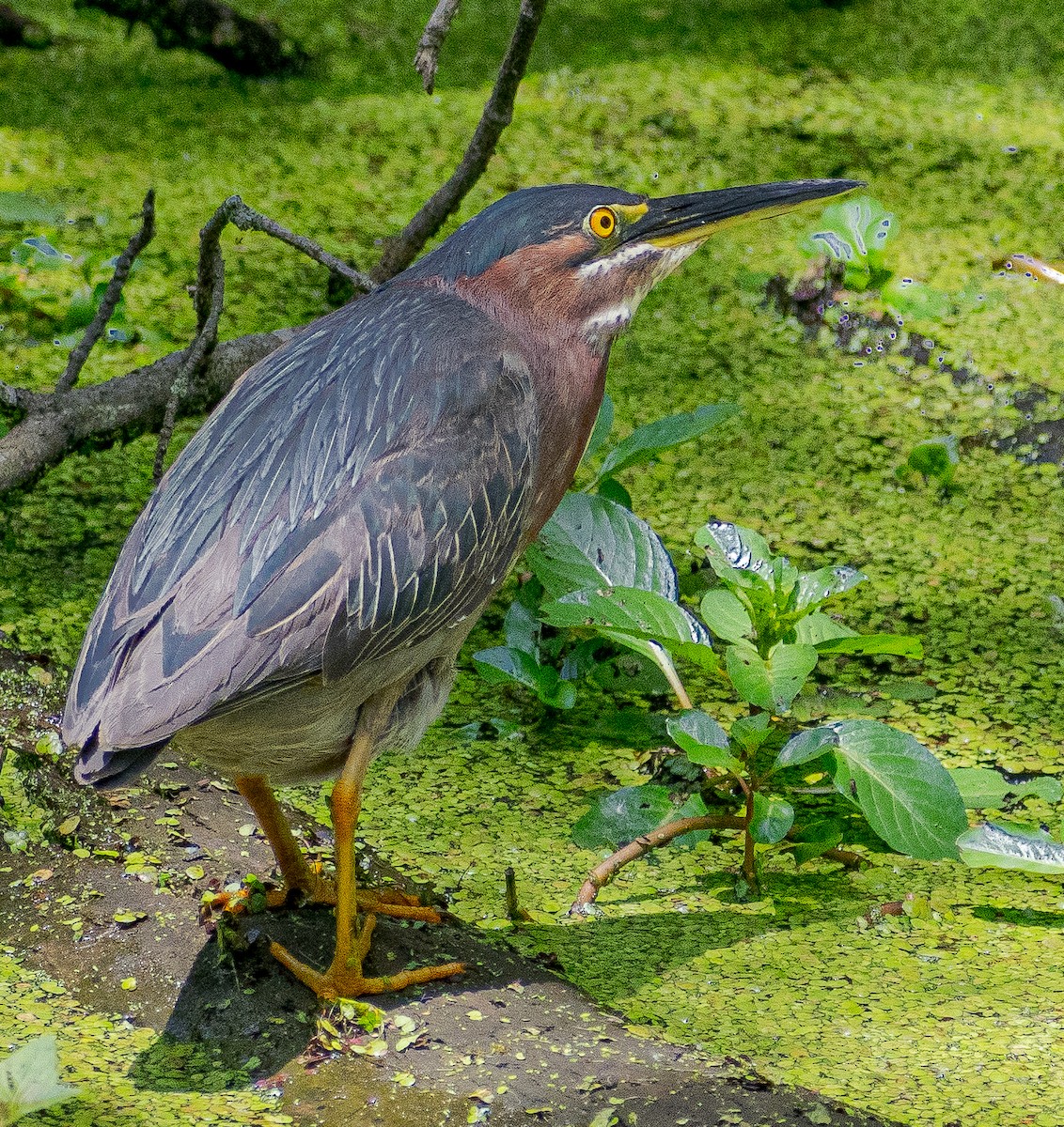 Green Heron - ML619391429