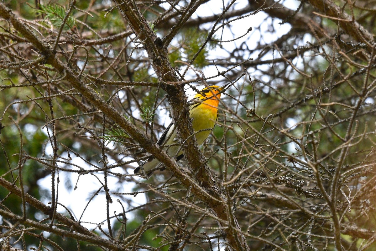 Blackburnian Warbler - Devin Johnstone