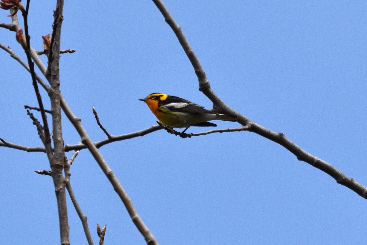 Blackburnian Warbler - Devin Johnstone