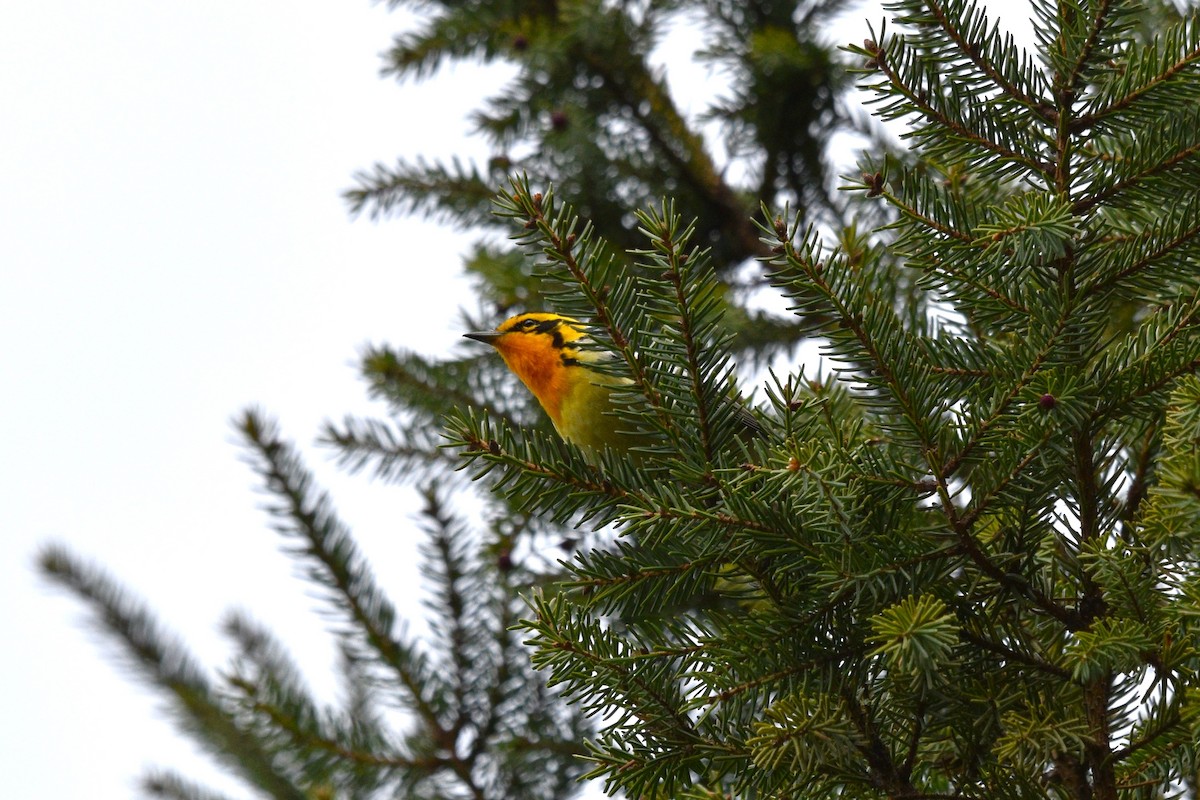 Blackburnian Warbler - Devin Johnstone