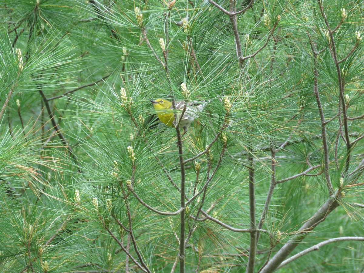Pine Warbler - Taran Catania
