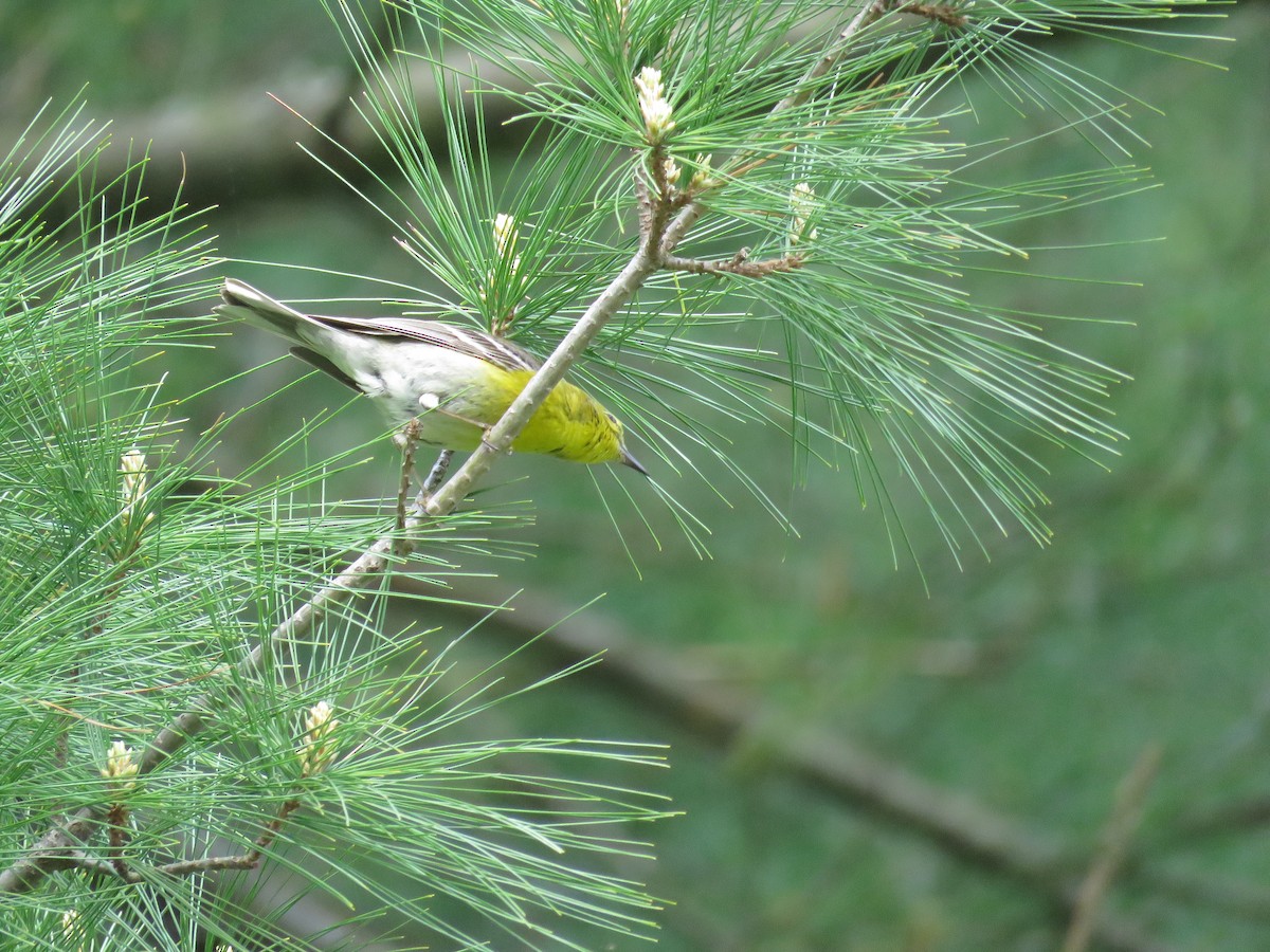 Pine Warbler - Taran Catania