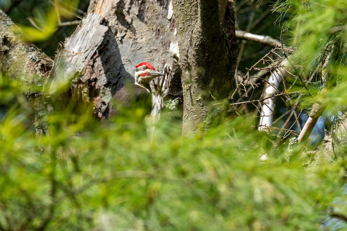 Pileated Woodpecker - Jo Li