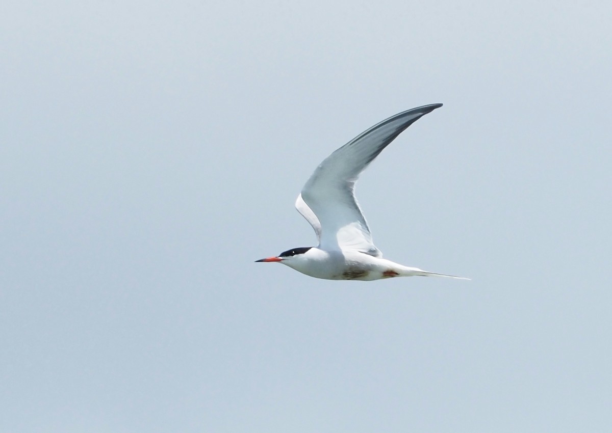 Common Tern - Asmus Schröter