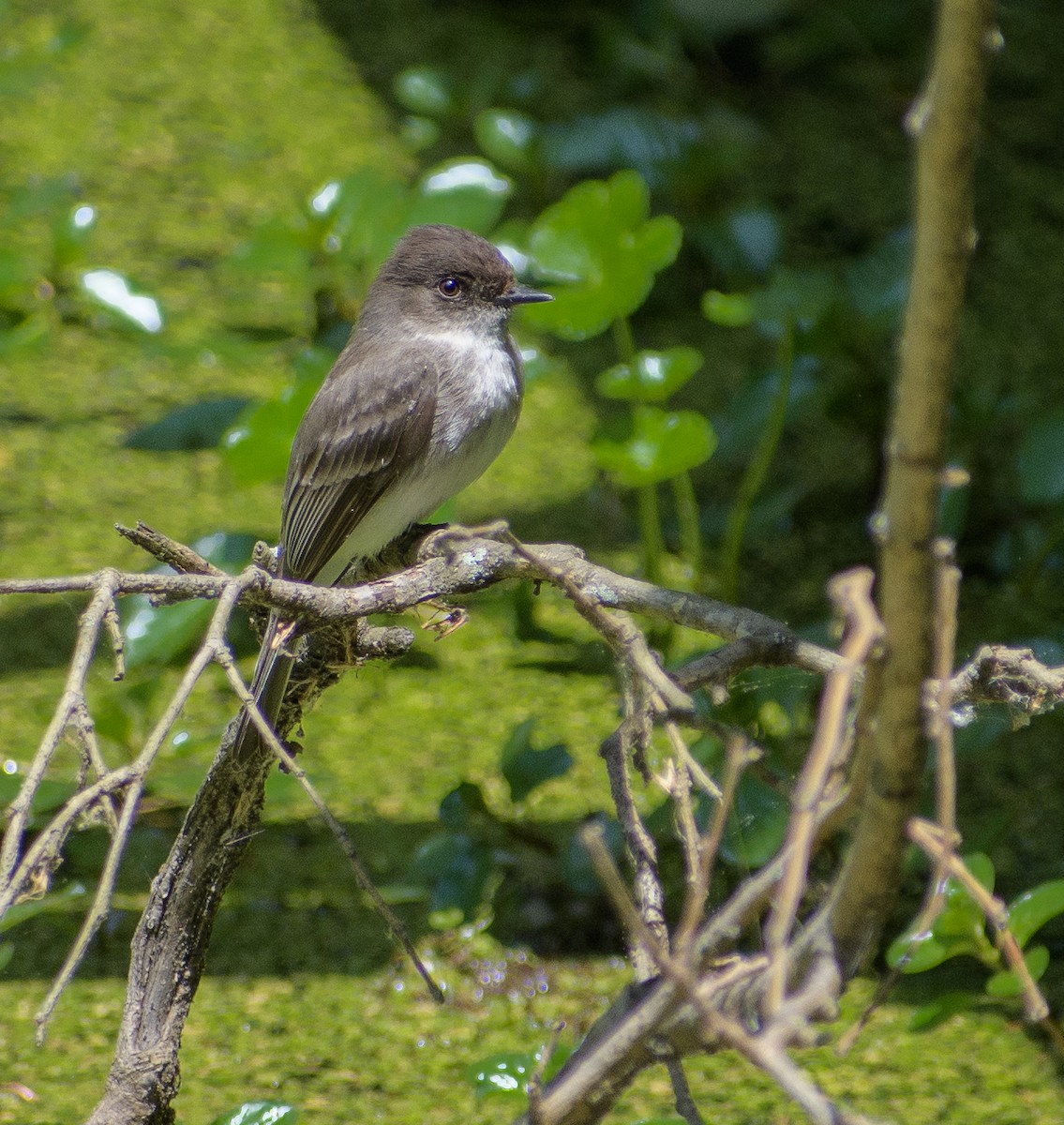 Eastern Phoebe - Suman Kumar