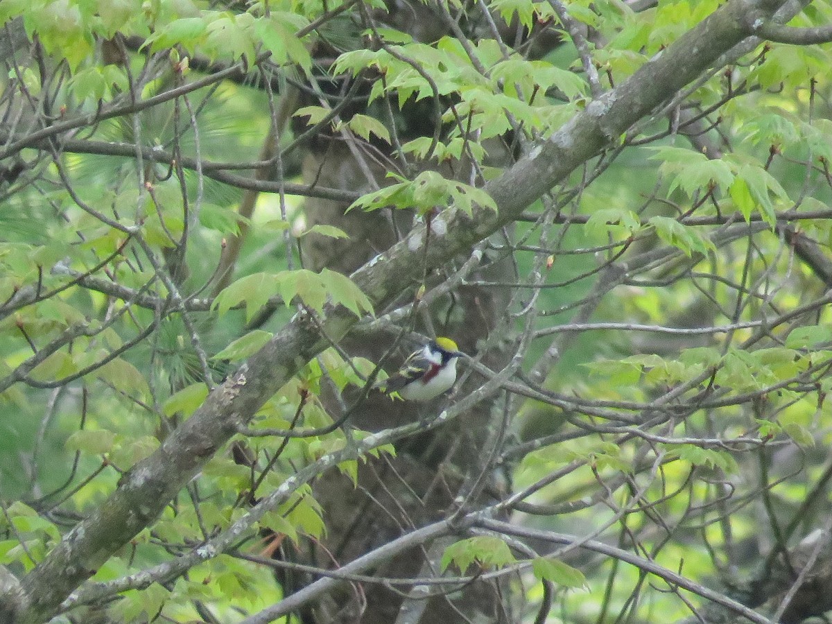 Chestnut-sided Warbler - Taran Catania