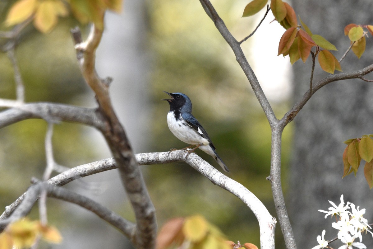 Black-throated Blue Warbler - Devin Johnstone