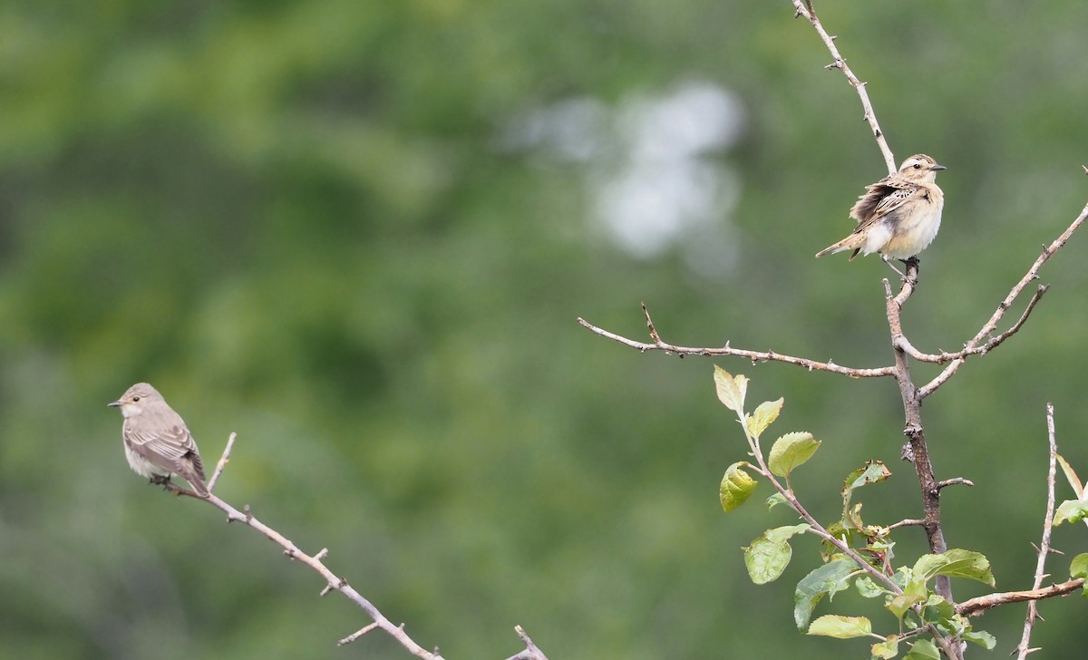 Whinchat - Asmus Schröter