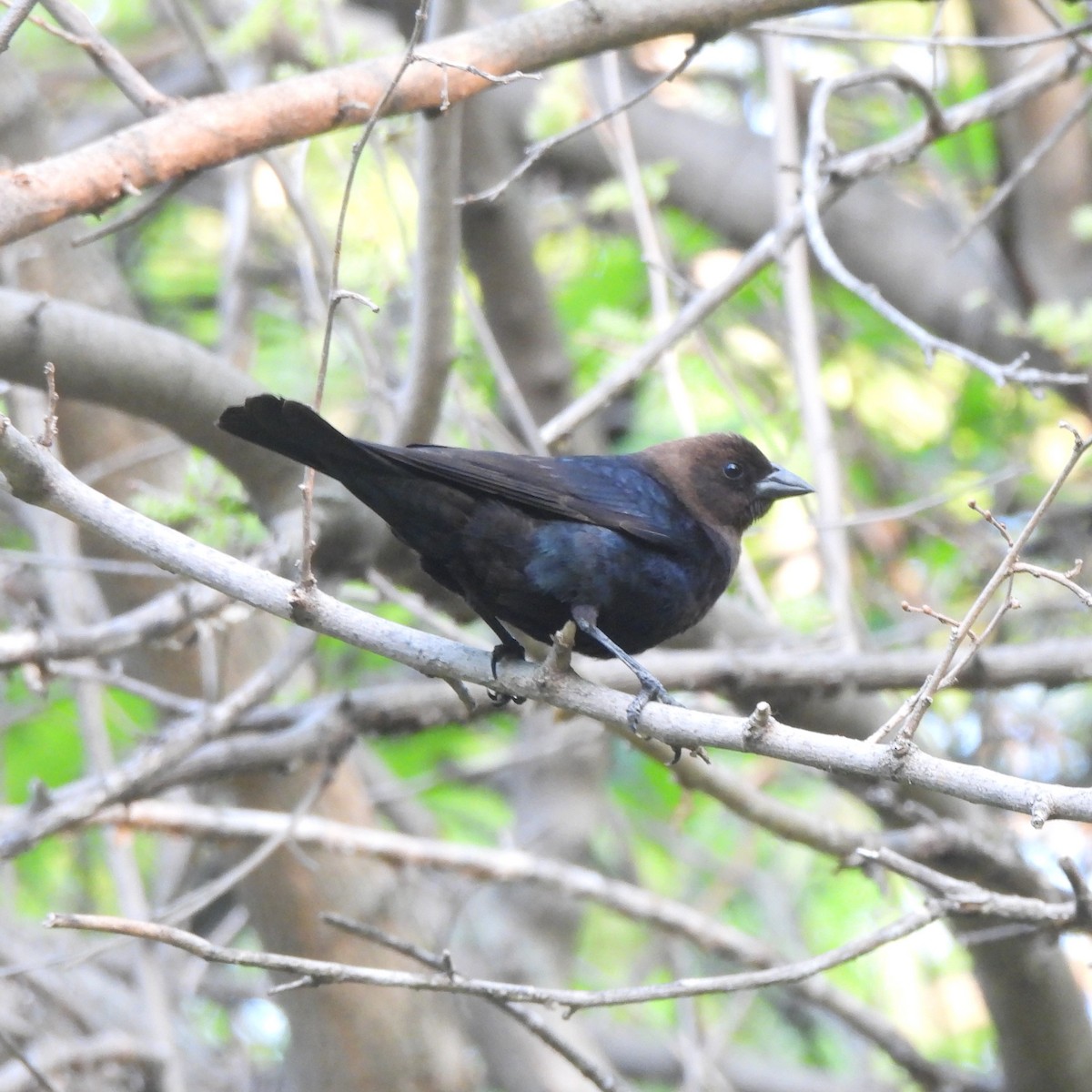 Brown-headed Cowbird - Arjun Guneratne