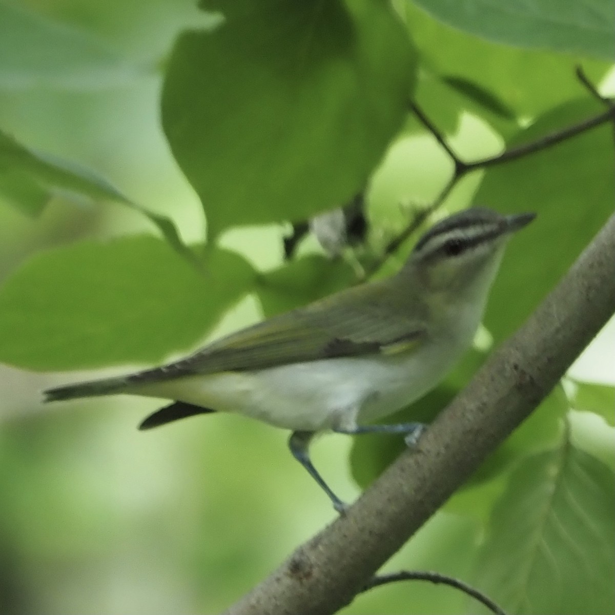 Red-eyed Vireo - Roe Monrotus