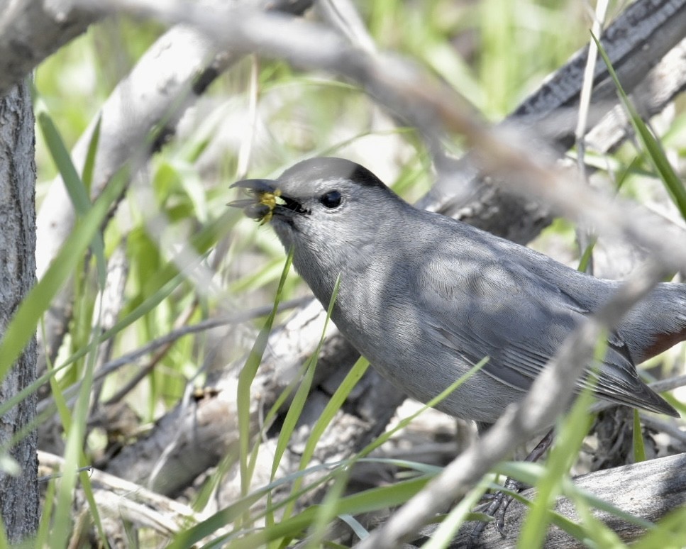 Gray Catbird - Heather Pickard