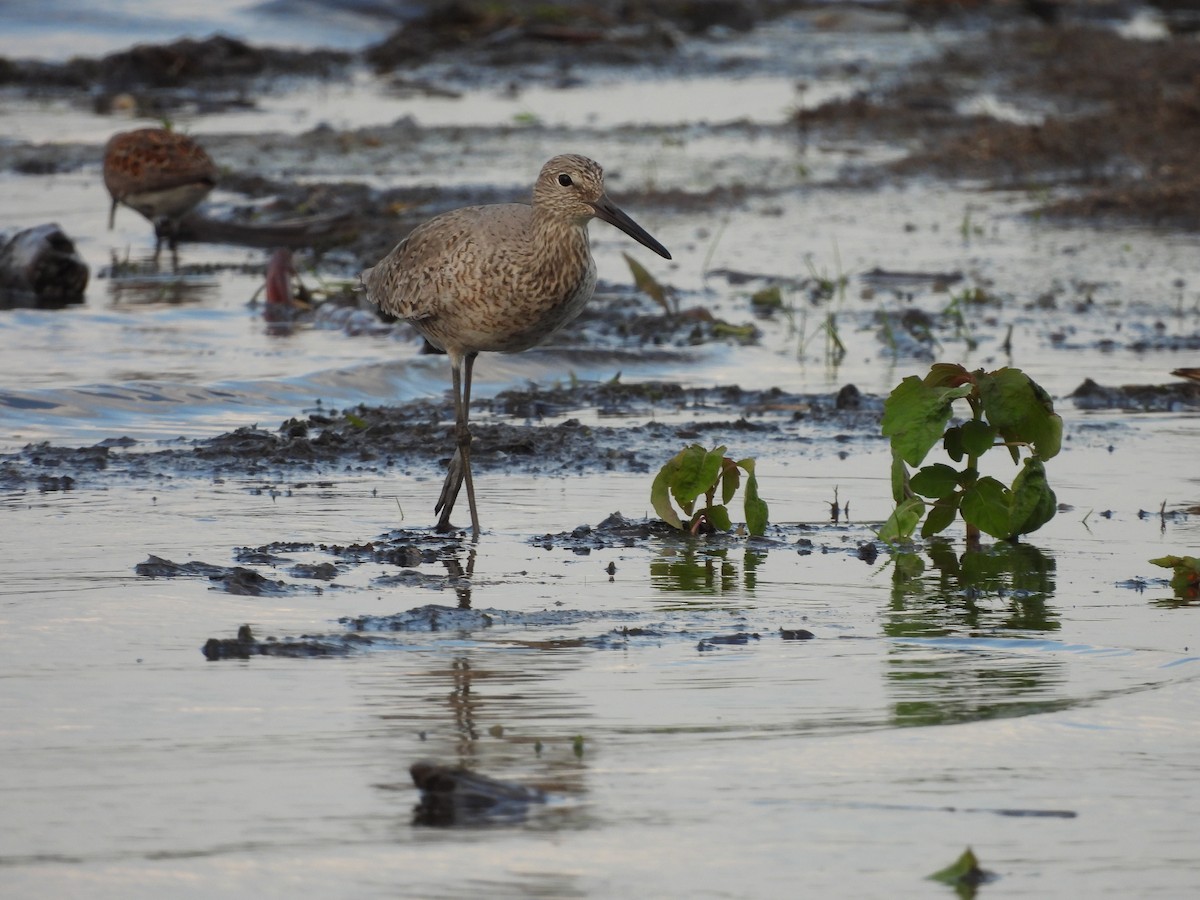 Willet - Kimberly Emerson