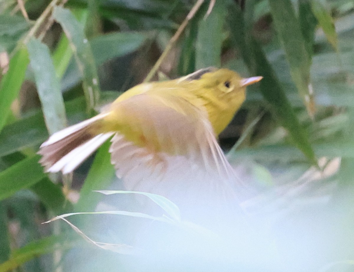 Whistler's Warbler - ML619391491