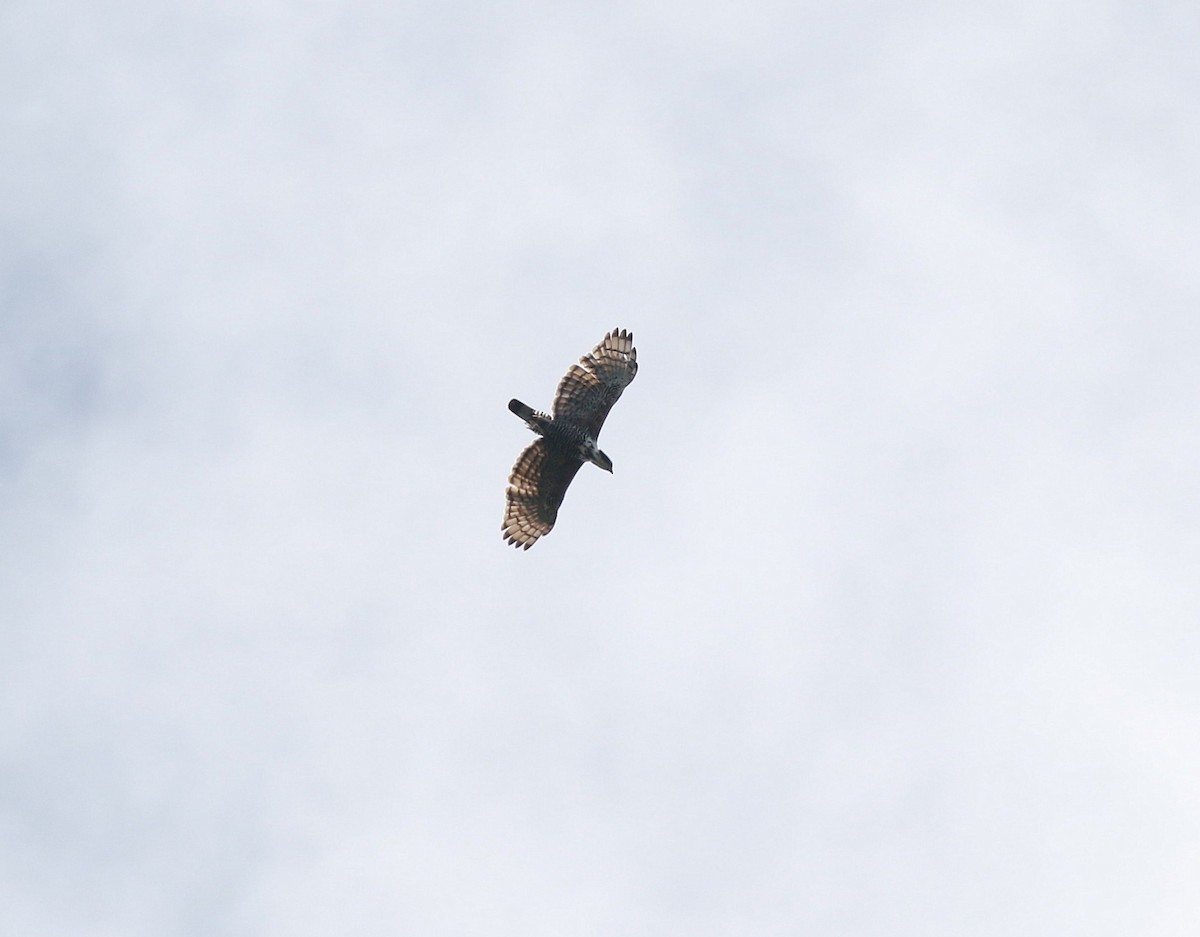 Blyth's Hawk-Eagle - Neil Osborne