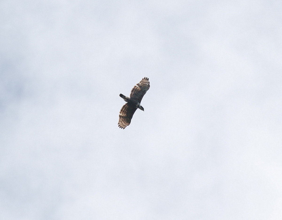 Águila de Indonesia - ML619391499