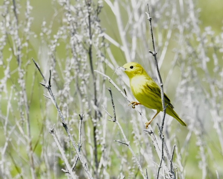 Yellow Warbler - Heather Pickard