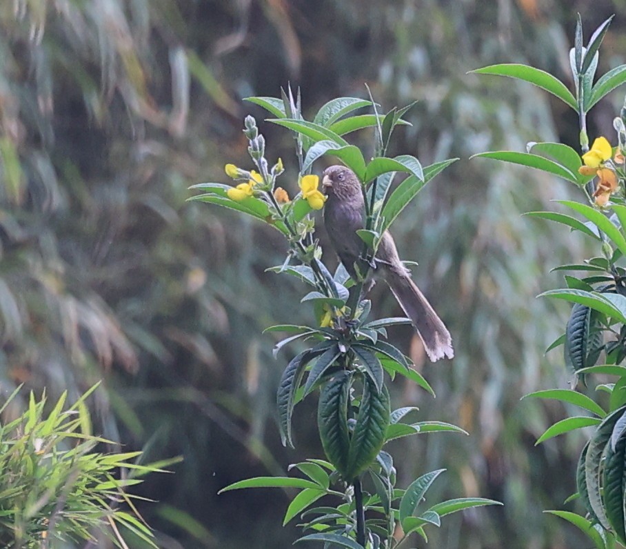 Brown Parrotbill - ML619391507