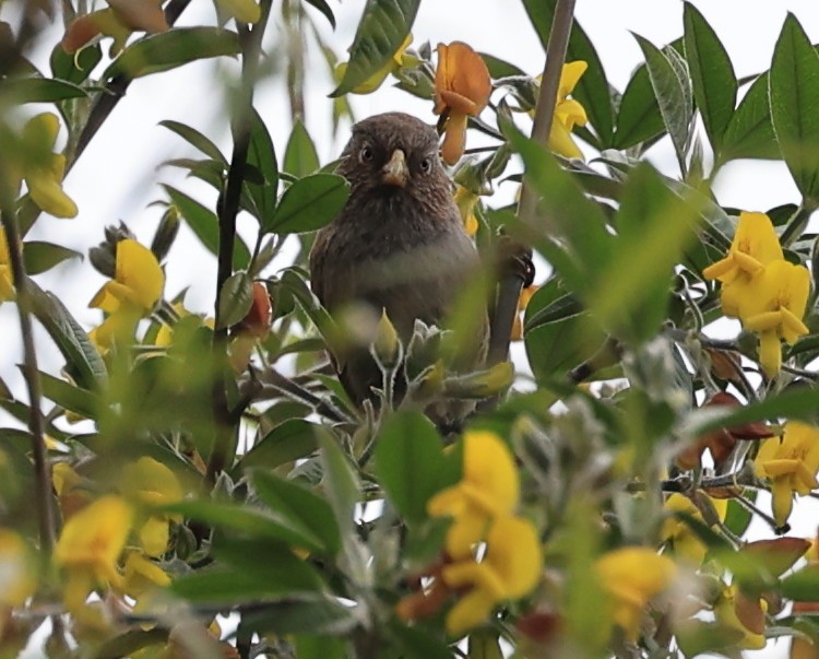 Brown Parrotbill - ML619391508