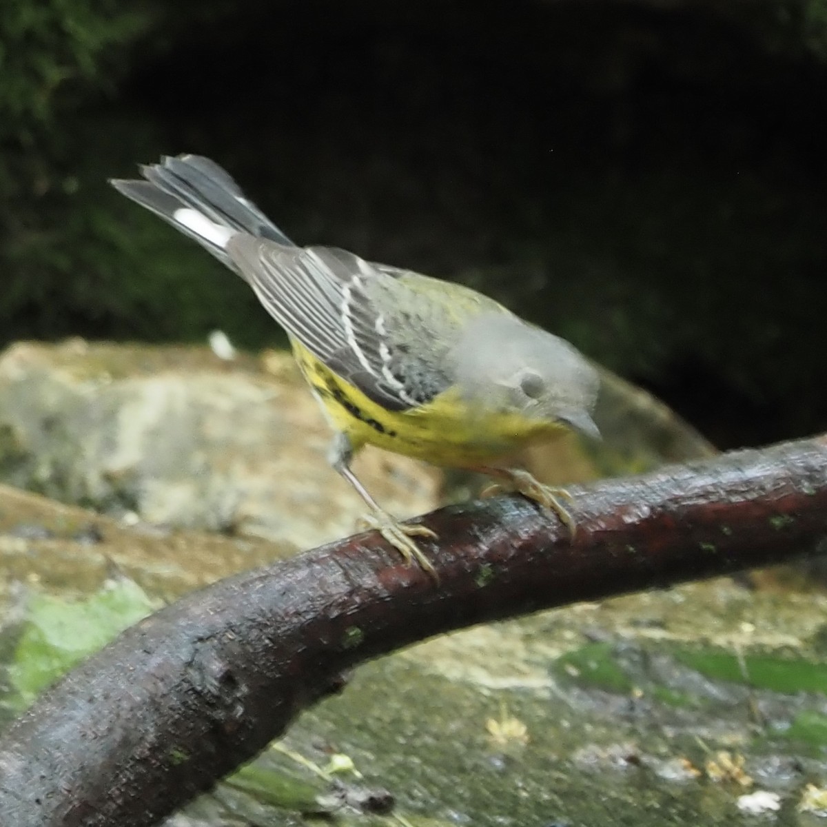 Magnolia Warbler - Roe Monrotus