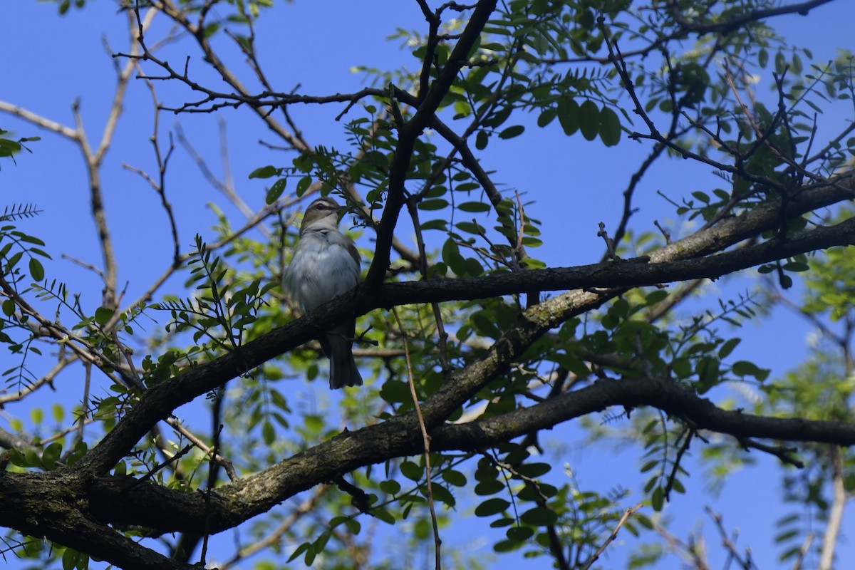 Red-eyed Vireo - Kazumi Ohira