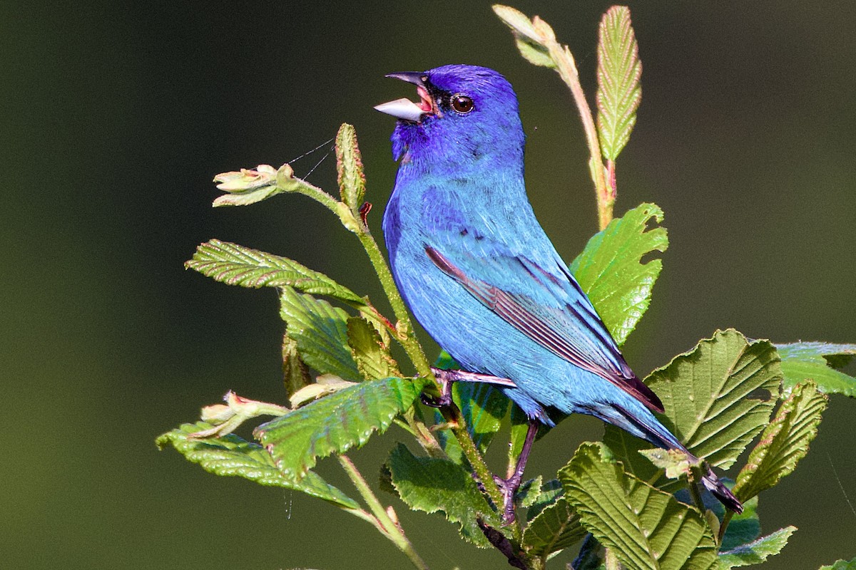 Indigo Bunting - John Frazier