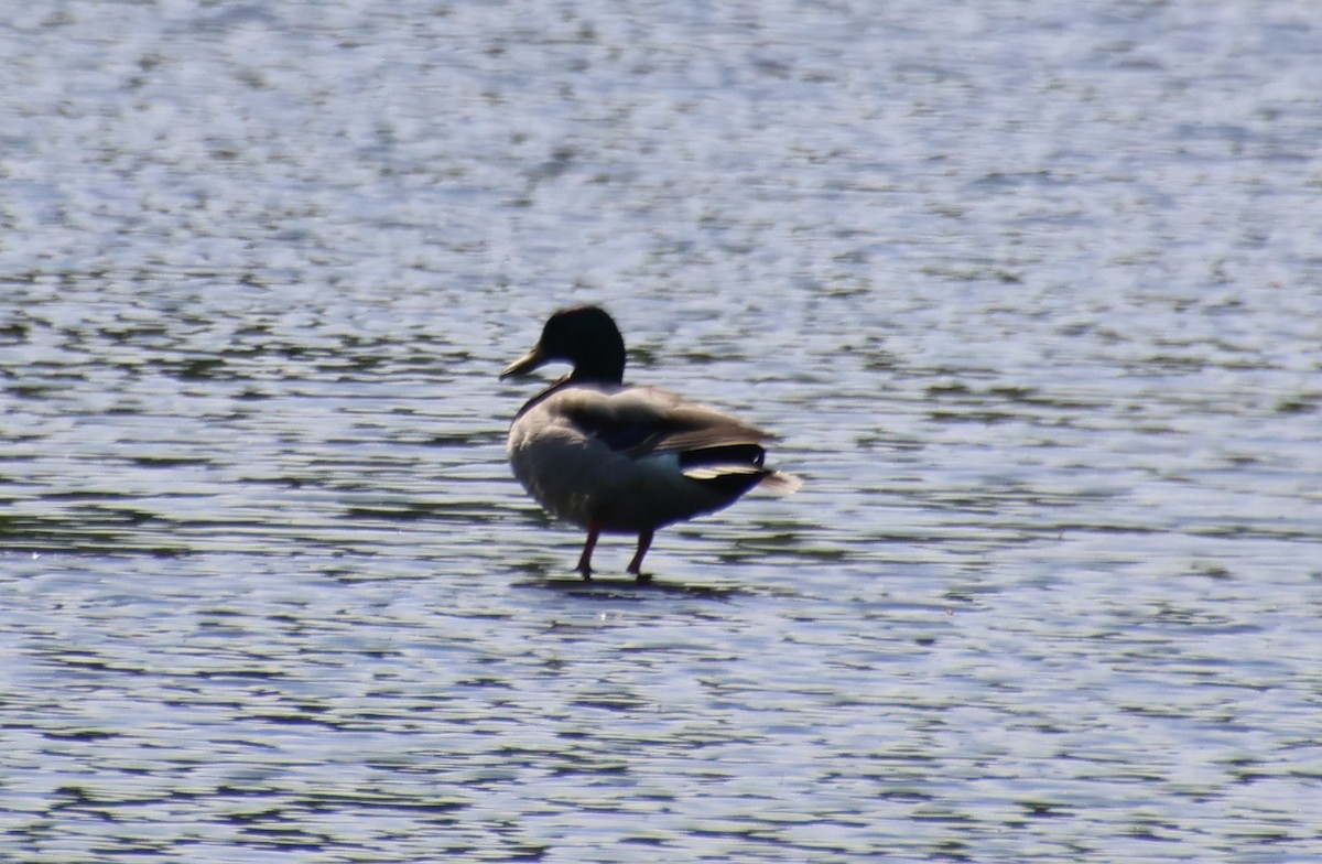 Mallard - Sharon Hirsch