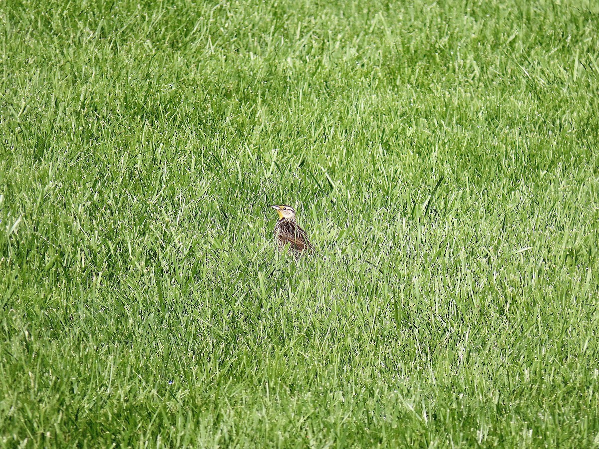 Eastern Meadowlark - Justin Carter