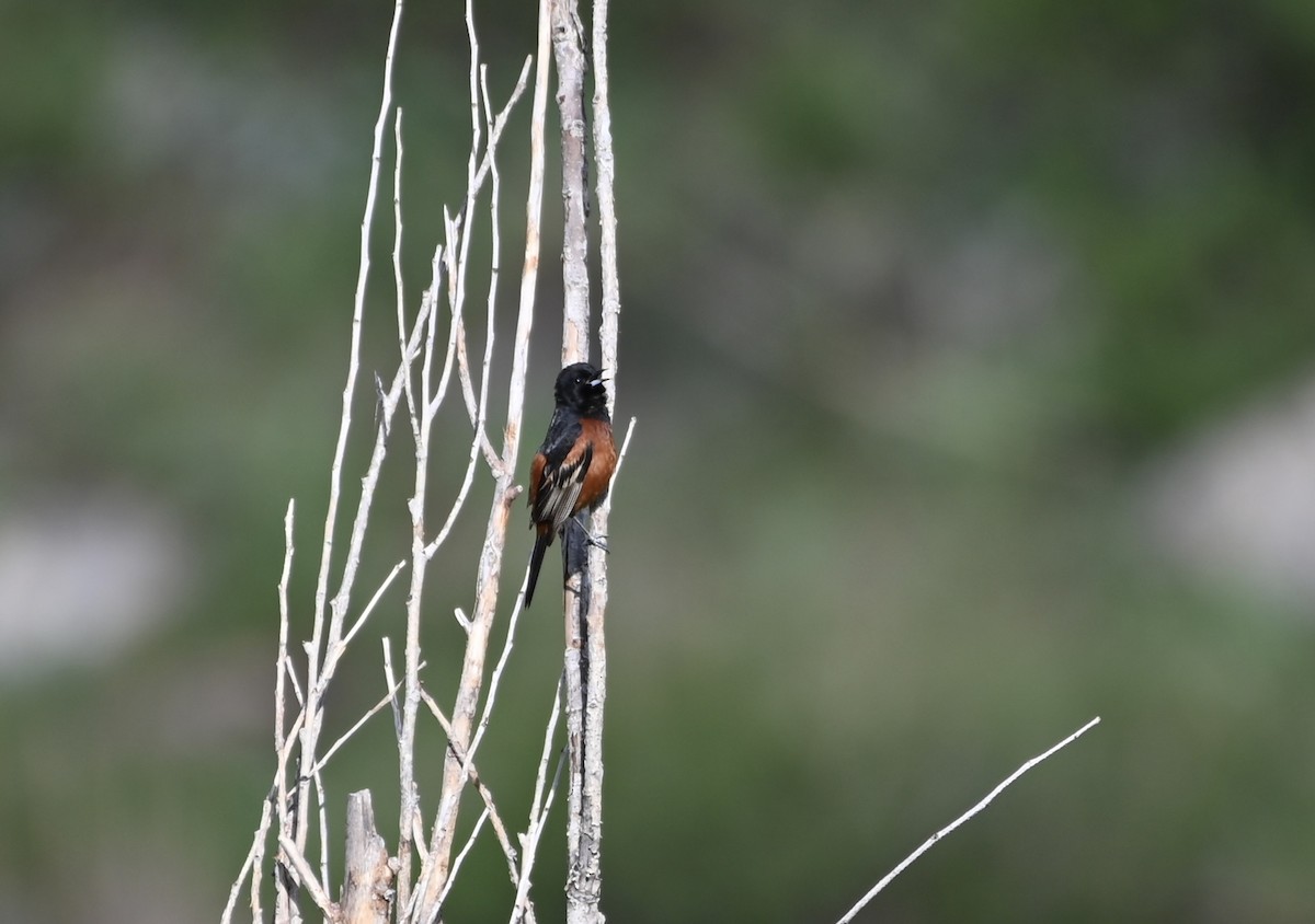 Orchard Oriole - Brendan Beers