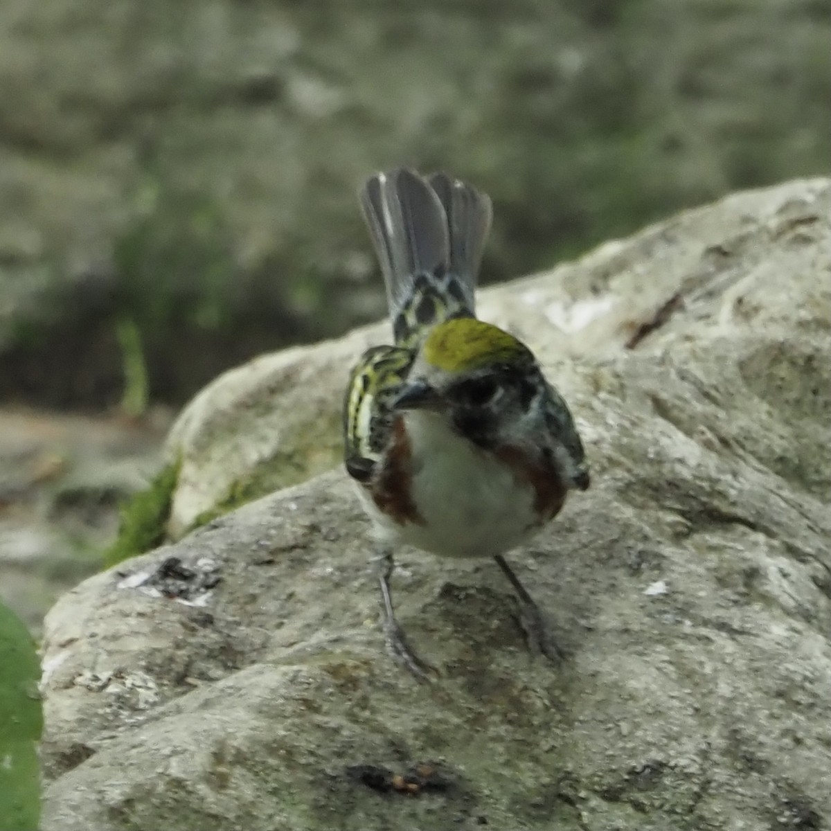 Chestnut-sided Warbler - Roe Monrotus