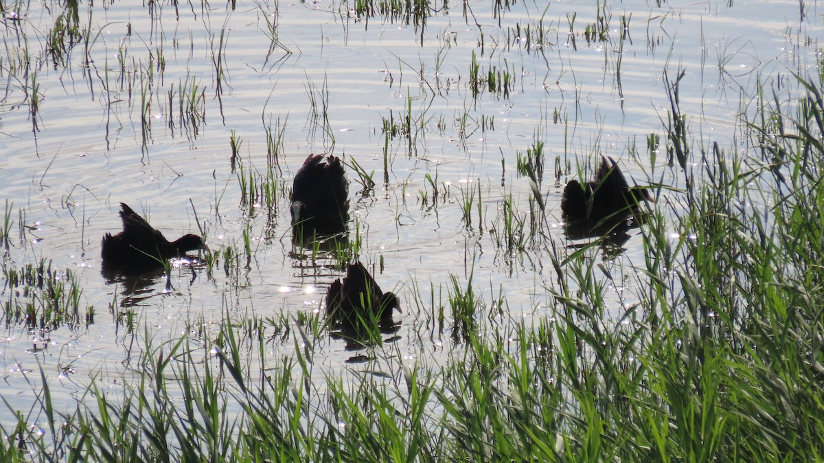 Eurasian Coot - Josep Plaza