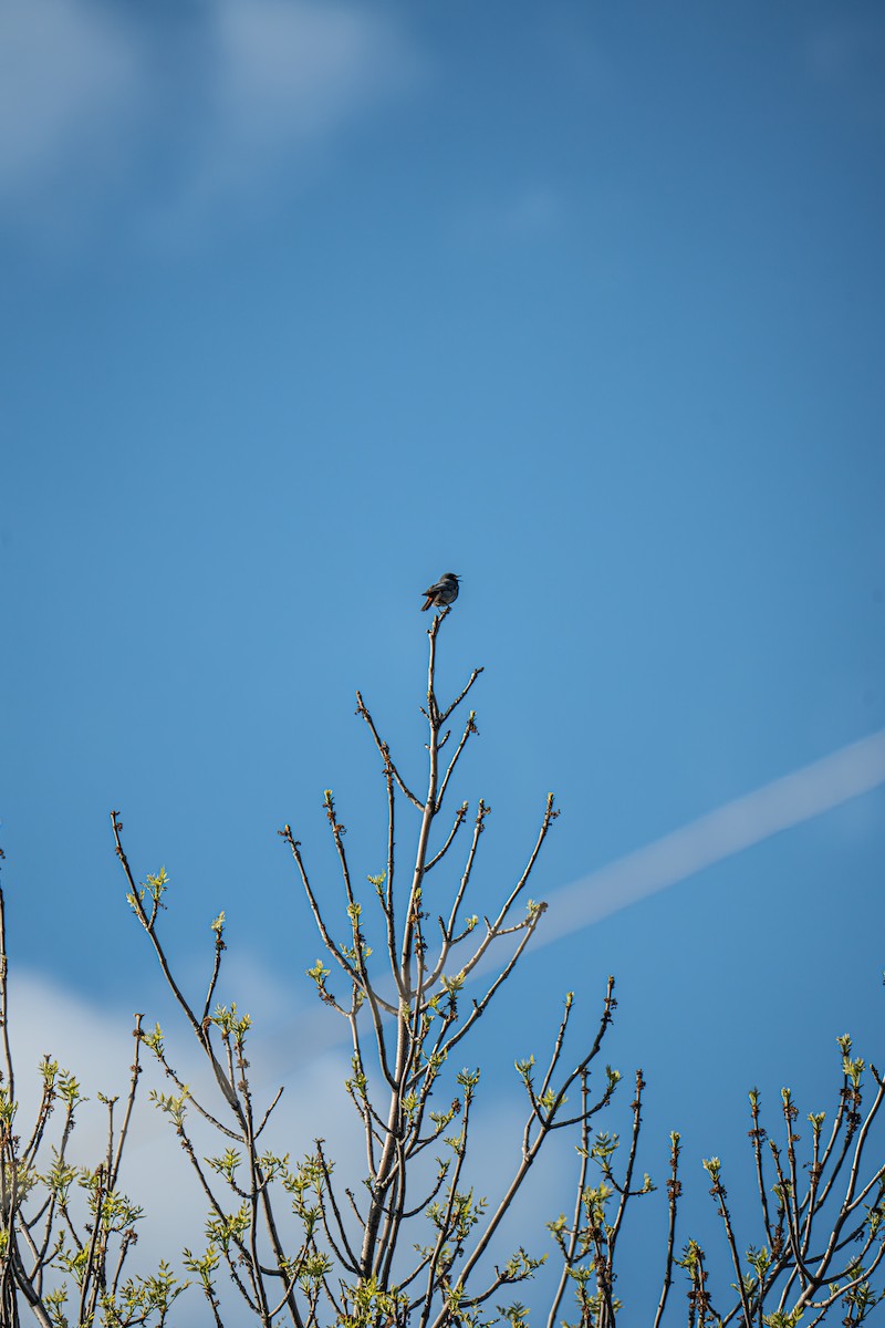 Black Redstart - Кристина Толстых