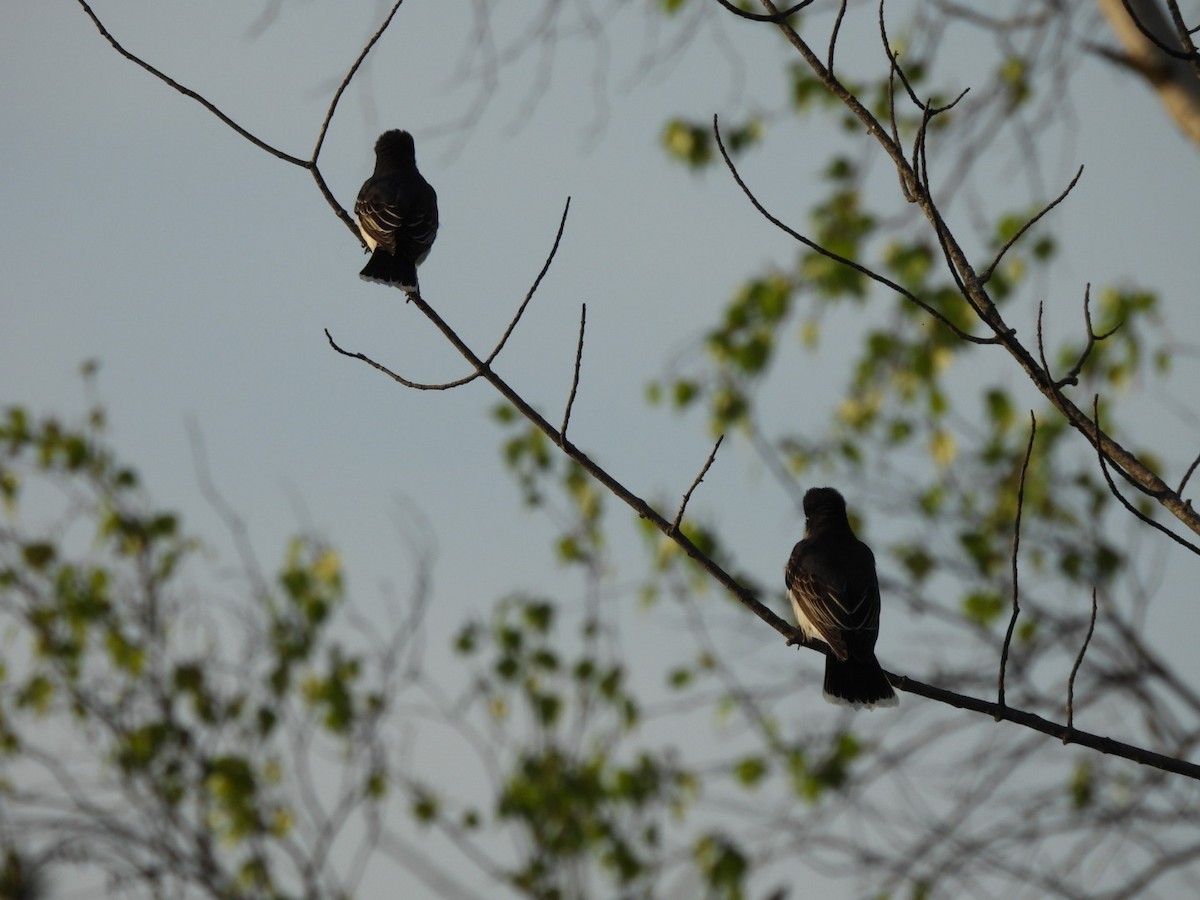 Eastern Kingbird - Annik Paquet