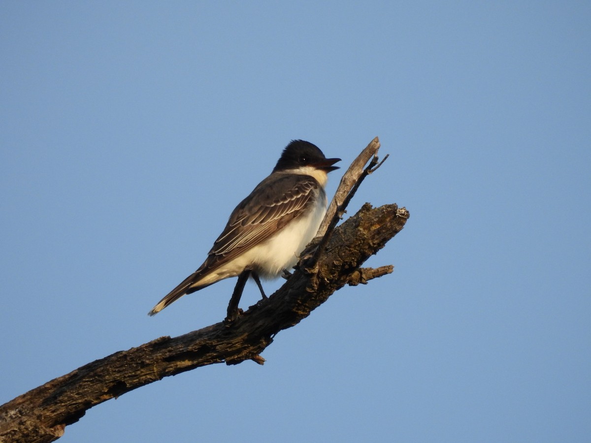 Eastern Kingbird - Annik Paquet