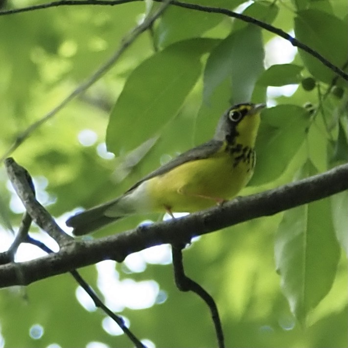 Canada Warbler - Roe Monrotus