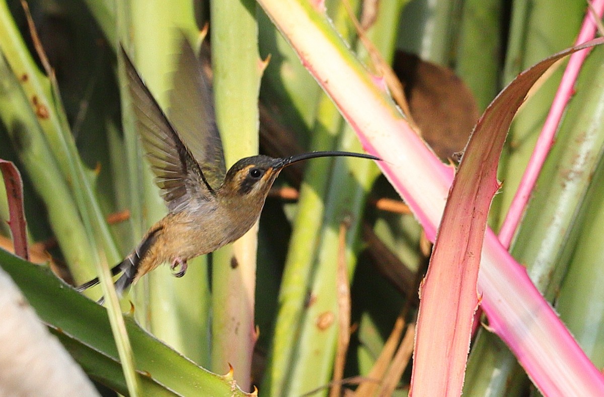 kolibřík západomexický - ML619391574
