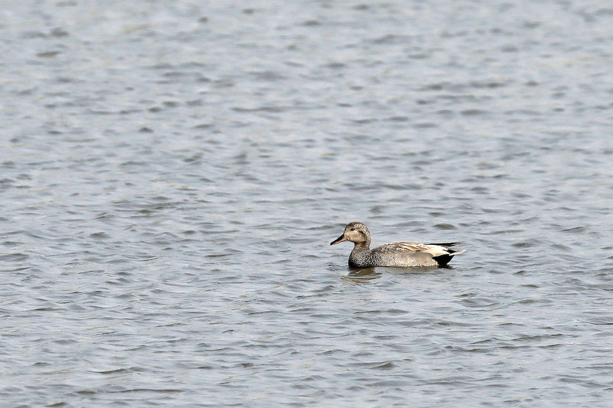 Gadwall - 独行虾 Bird.soong