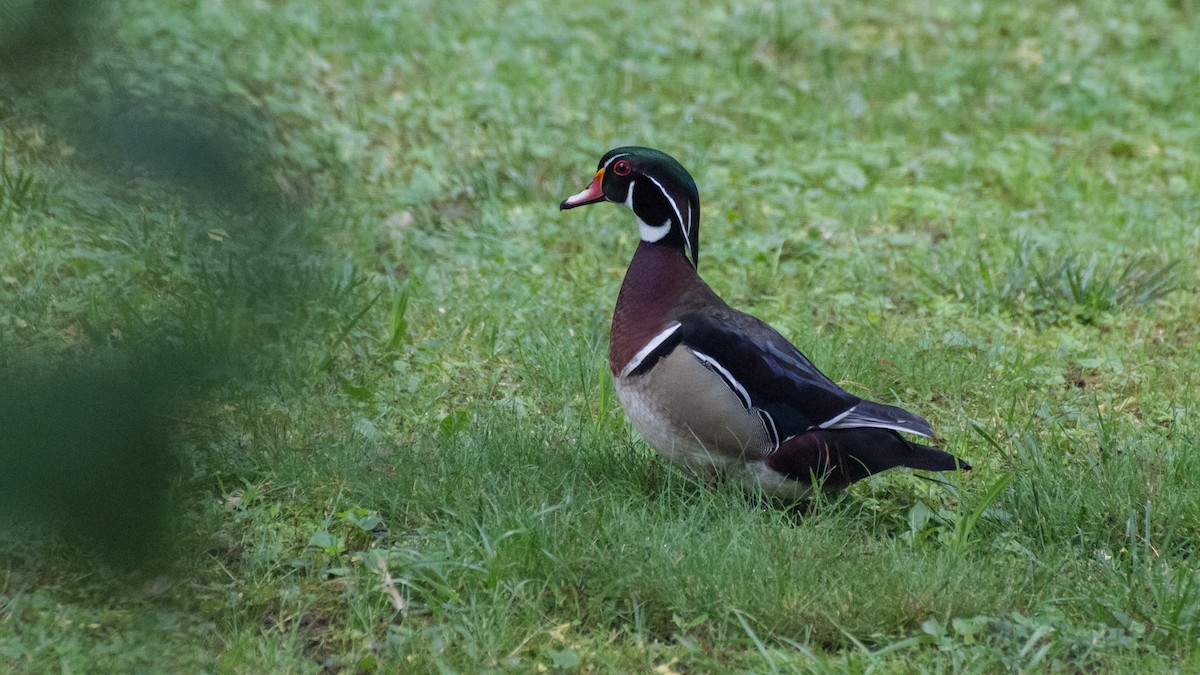 Wood Duck - Stella Tea