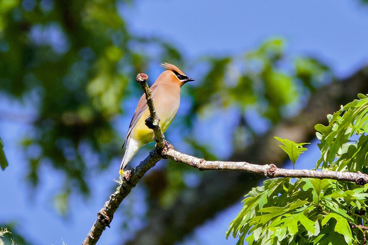 Cedar Waxwing - John Frazier