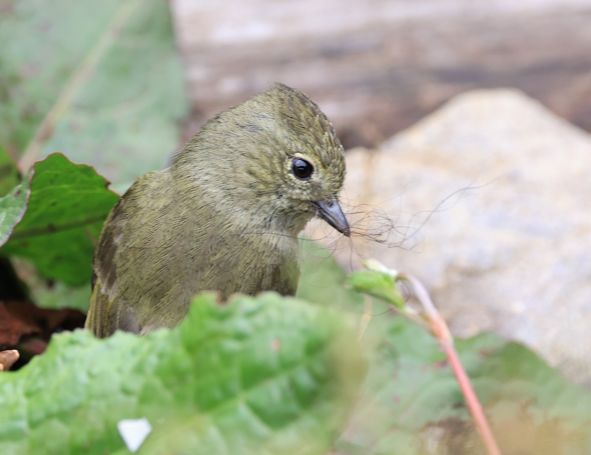 Yellow-browed Tit - ML619391583